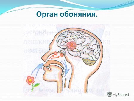 Обоняние строение