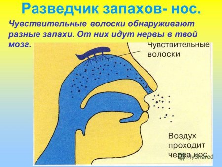 Нос обоняние