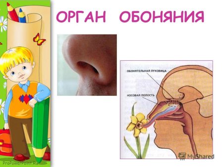 Орган обоняния