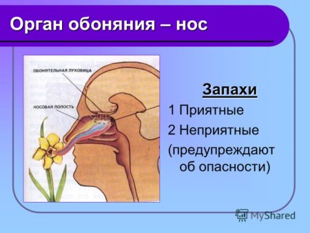 Орган обоняния