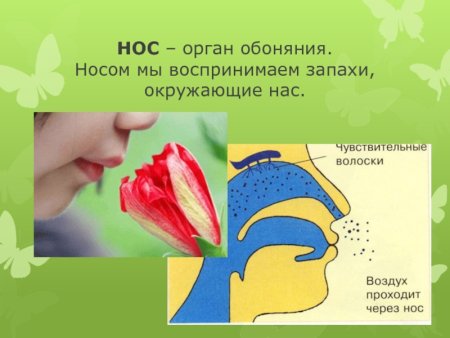 Органы чувств обоняние