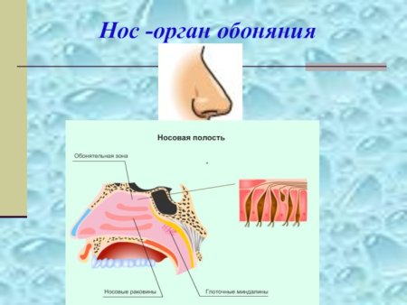Строение органа обоняния 3 класс