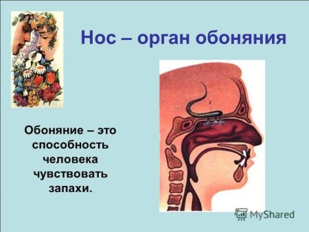 Строение органа обоняния 3 класс