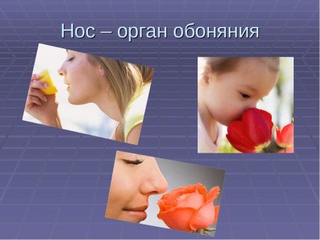 Нос орган обоняния для детей