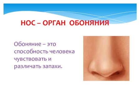 Органы чувств человека обоняние