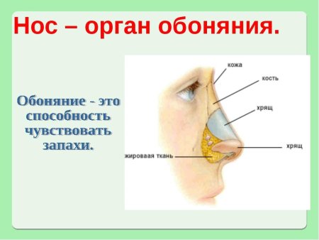 Органы чувств нос