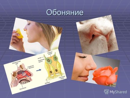Обоняние это чувство