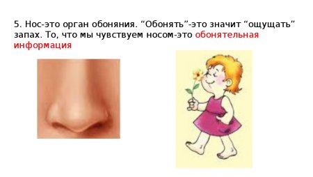 Нос обоняние
