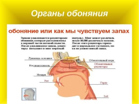 Органы чувств человека обоняние