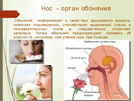 Органы чувств человека обоняние