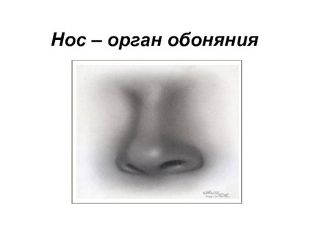 Органы чувств обоняние