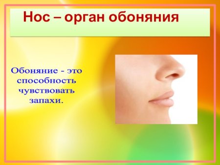 Органы чувств обоняние