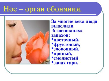 Органы чувств обоняние