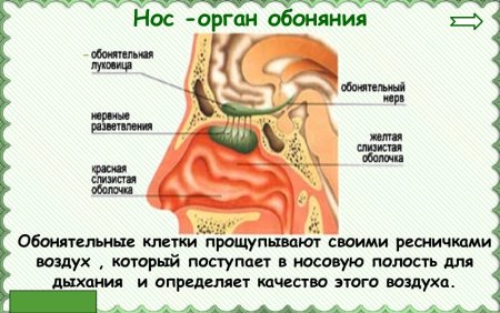 Нос орган обоняния