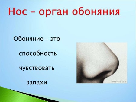 Органы чувств презентация