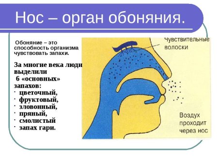 Орган обоняния 3 класс окружающий мир