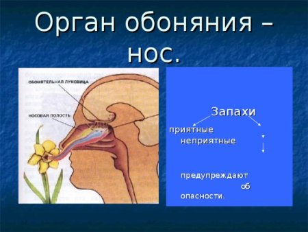 Органы чувств обоняние