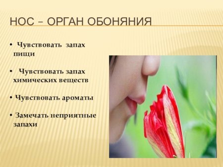Органы чувств человека обоняние