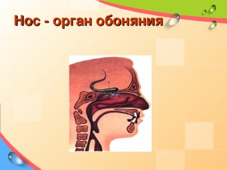 Нос орган обоняния