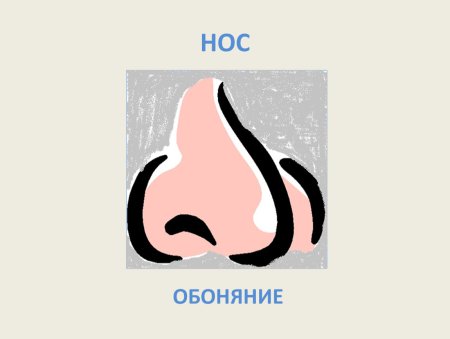 Нос обоняние