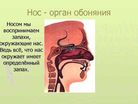 Строение органа обоняния 3 класс