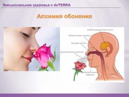 Обоняние и эфирные масла