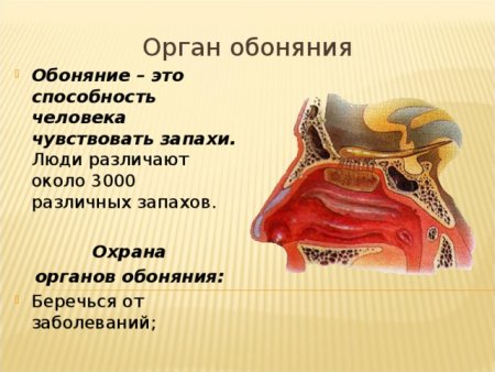 Органы чувств обоняние