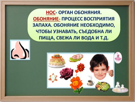 Нос орган обоняния