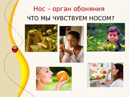 Органы чувств обоняние