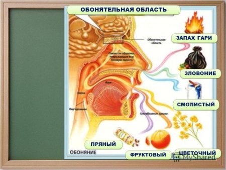 Нос орган обоняния
