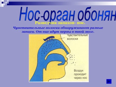 Нос орган обоняния