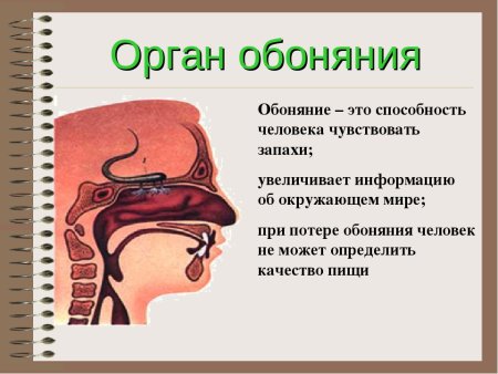 Обоняние 8 класс биология