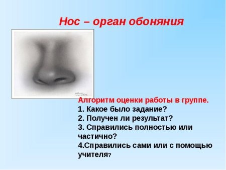 Органы чувств нос