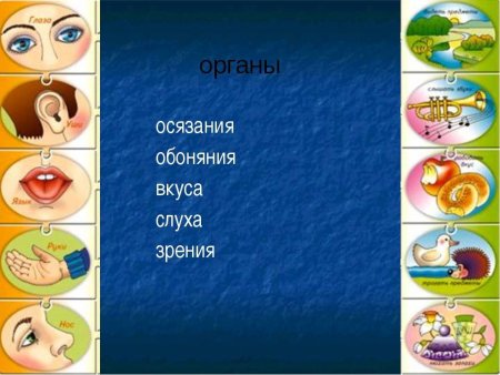 Органы чувств для детей