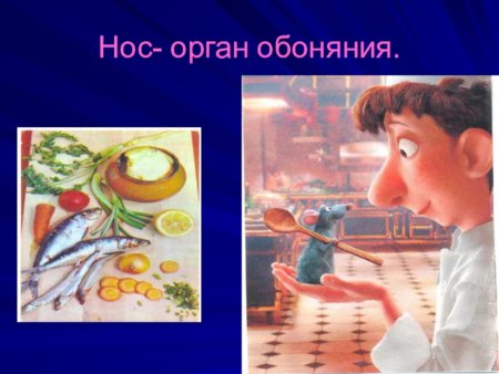 Нос орган обоняния