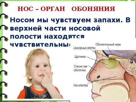 Органы чувств нос