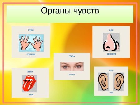 Название органов чувств