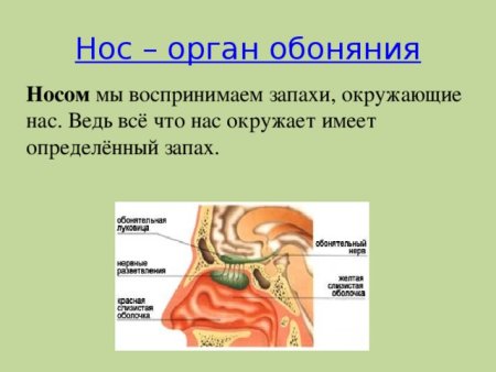 Строение носа восприятие запаха