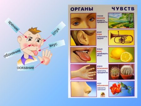 Осязание обоняние зрение слух вкус