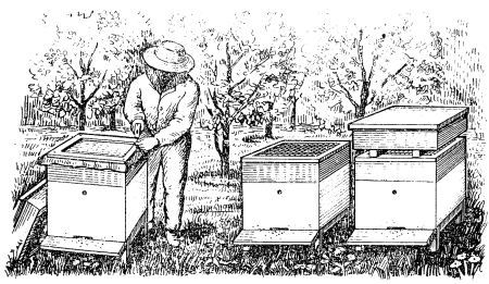 Дети на пасеке