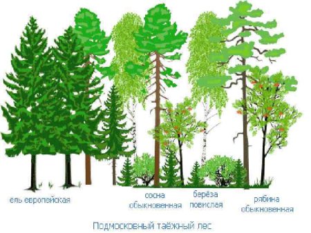 Тайга смешанныйф широколистный лес