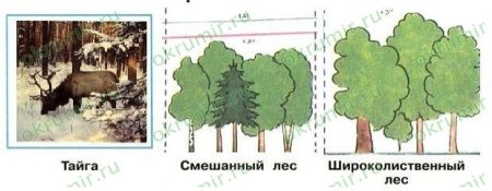 Тайга смешанный лес широколиственный лес рисунок