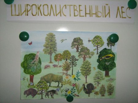 Плакат по теме широколиственные леса