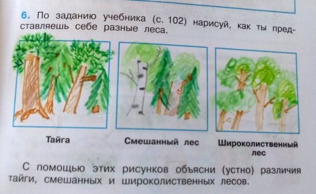 Нарисуй тайгу смешанный и широколиственный лес