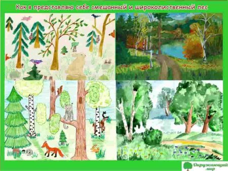 Рисунок тайгау смешанный и шырока Лиственный лес