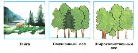 Рисунок Тайга смешанный и широколиственный лес