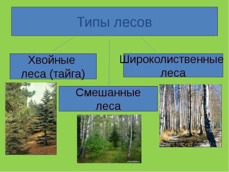 Тайга смешанный и широколиственный лес
