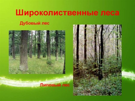 Тайга для детей смешанный и широколиственный лес