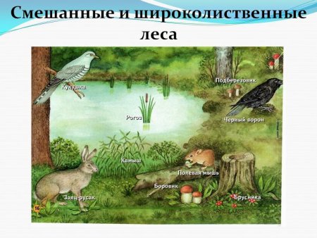 Тайгу смешанный и широколиственный лес рисунок