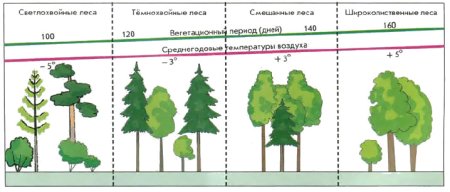 Нарисовать леса Тайга смешанный лес широколиственный лес